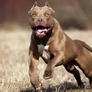 Imágenes sensibles: Fue secuestrado el pitbull que mordió a varios vecinos y dejó grave a una mujer en Santa Cecilia