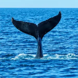 La foto que reveló un "cementerio" de ballenas