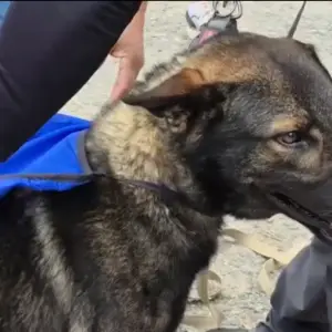 Yamal, el perro que encontró a la niña en Córdoba y una clave en la investigación: "Indica que alguien la levantó"