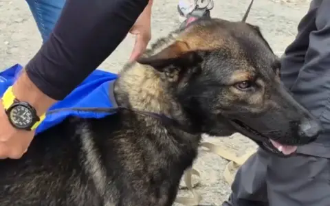 Yamal, el perro que encontró a Esmeralda
