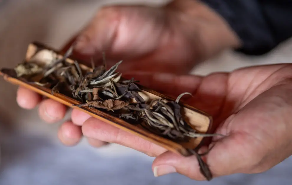Cintia Sommelier de TÉ
