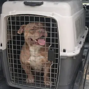 Rescataron a 12 perros en allanamientos en Salta por maltrato y crueldad animal