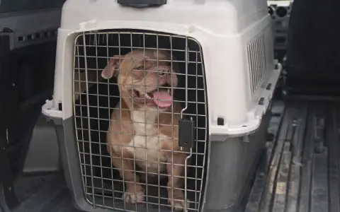 Rescatan 12 perros en allanamientos por presunto maltrato y crueldad animal