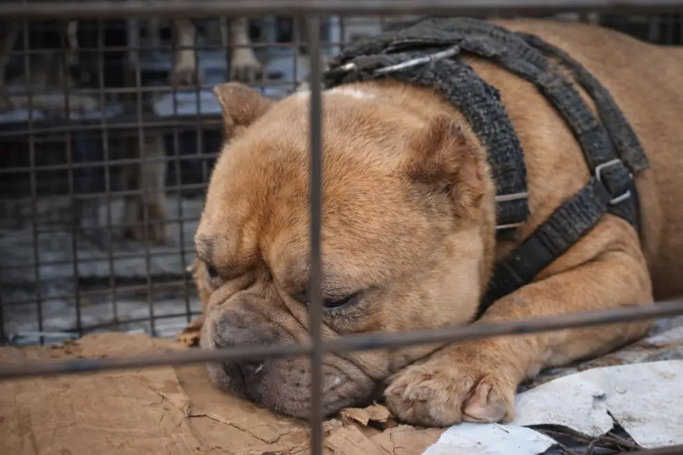 Rescatan 12 perros en allanamientos por presunto maltrato y crueldad animal