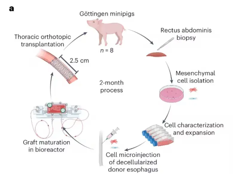 Esquema de la preparación del injerto de esófago creado íntegramente en un laboratorio
Nature