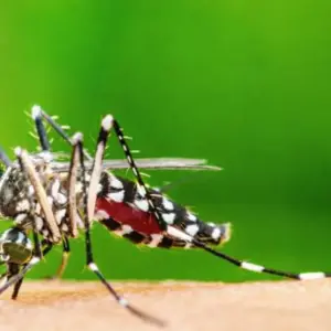 La Chikungunya se dispara en Salta: aumentan un 43% los casos en una semana