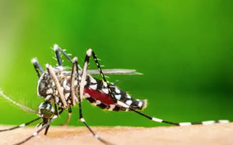 Se emitió el reporte actualizado de los casos de chikungunya en la provincia de Salta