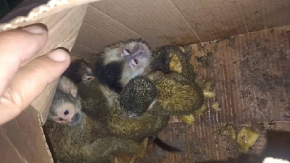 Monos rescatados en el norte provincial.