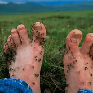 Se extiende la chikungunya en toda Salta: Qué es, cómo se transmite y cómo prevenirlo