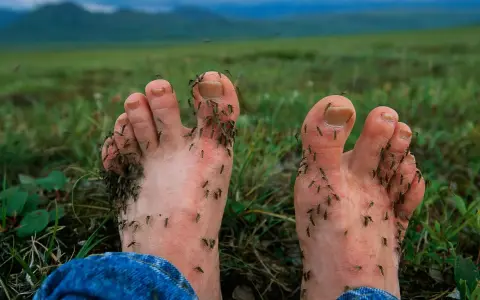 Mosquitos 