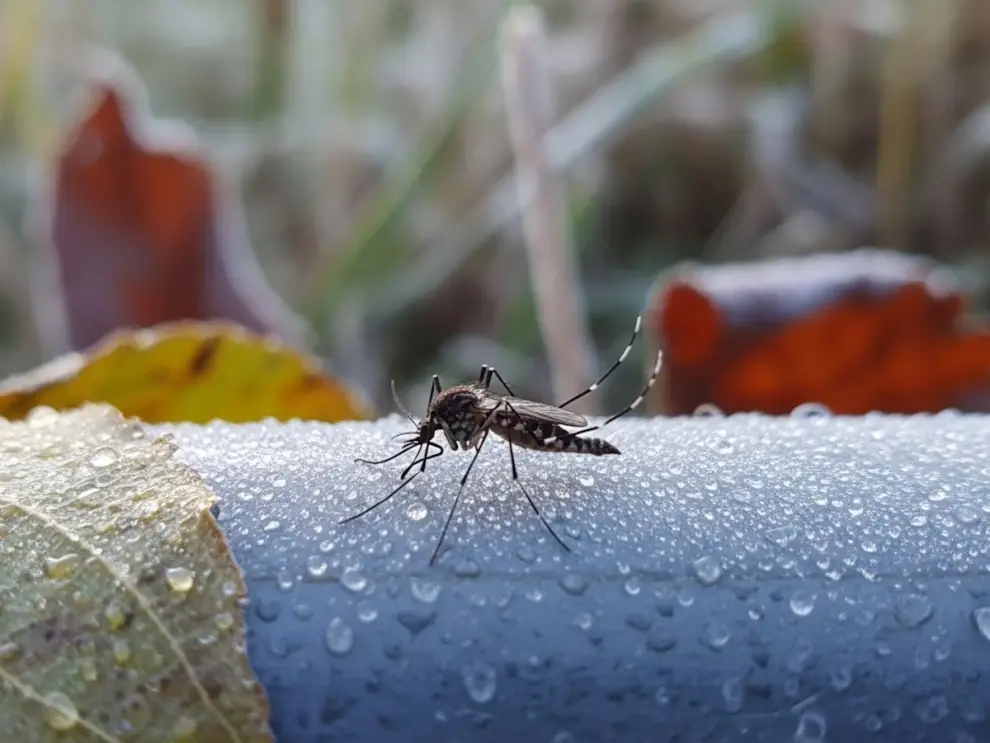 El mosquito se adapta al otoño si tiene el ambiente propicio
