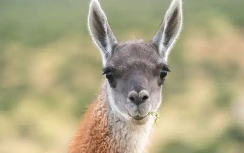 Guanaco