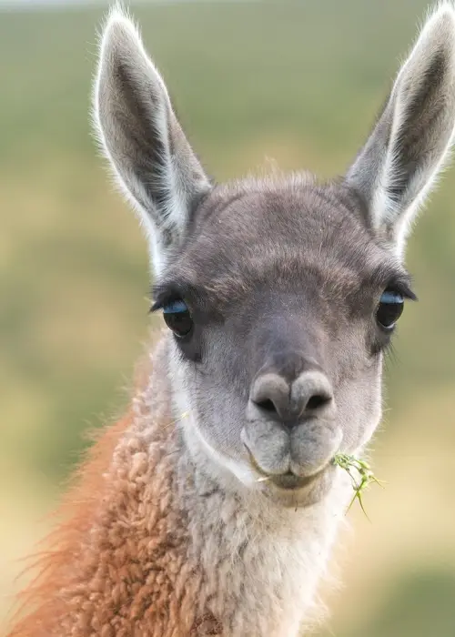 Guanaco