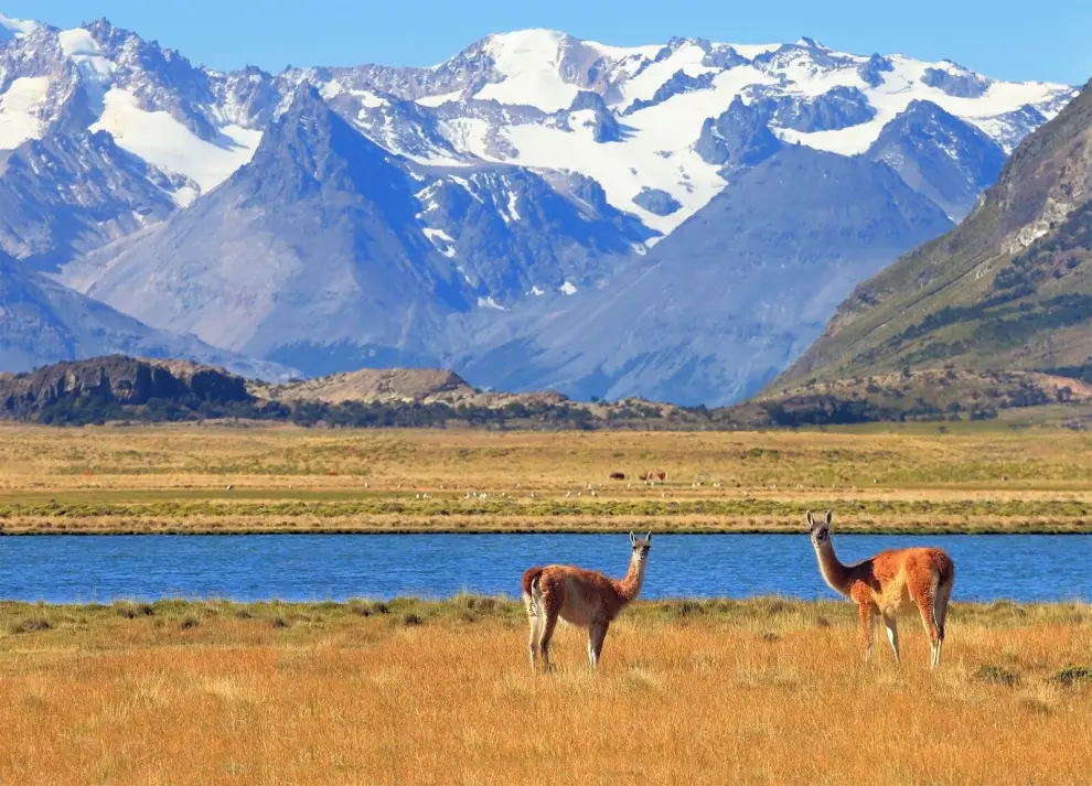 Guanacos, vicuñas, flamencos