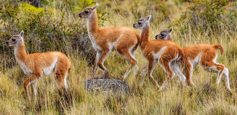 Guanacos, vicuñas, flamencos