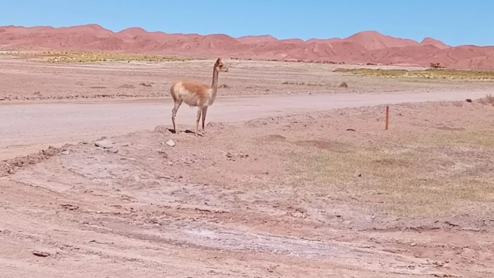 Guanacos, vicuñas, flamencos