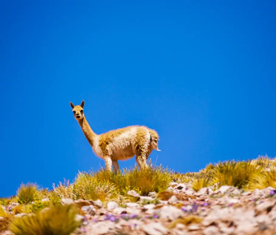 Guanacos, vicuñas, flamencos