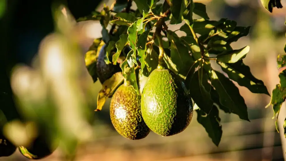 Palta