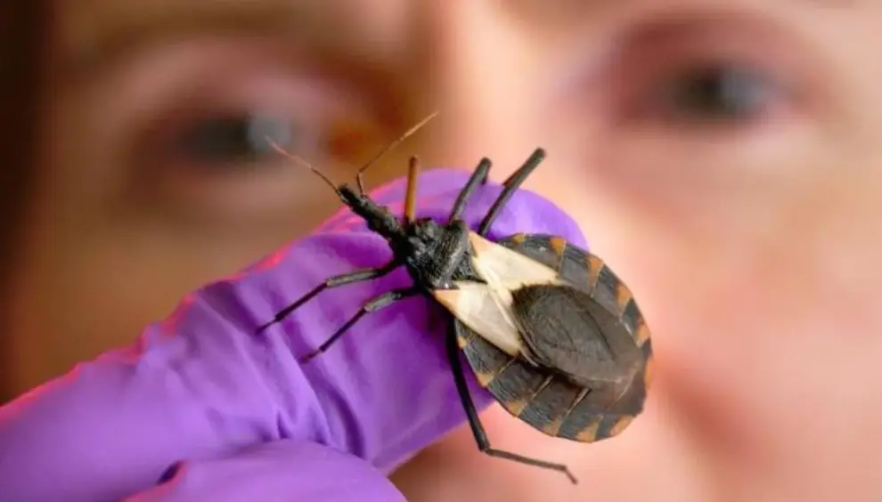 chagas
