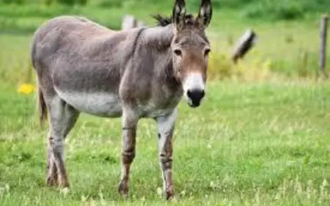 Polémica por la comercialización de la carne de burro.