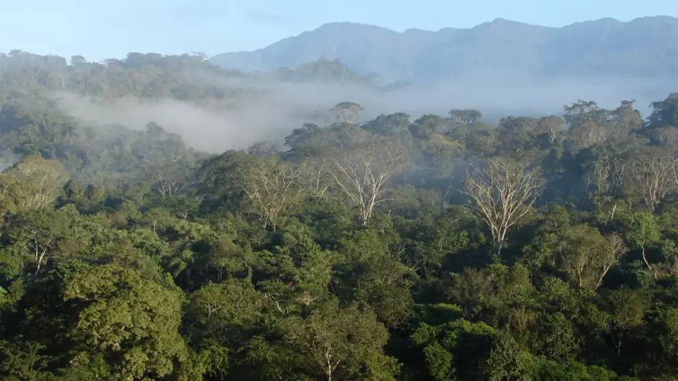 Bosques