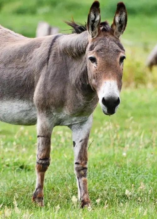 La venta de carne de burro es furor en Trelew