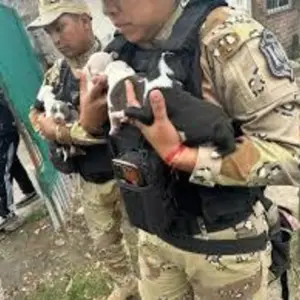 Rescataron a diez perros pitbull que eran víctimas de maltrato animal: los usaban para comercializarlos
