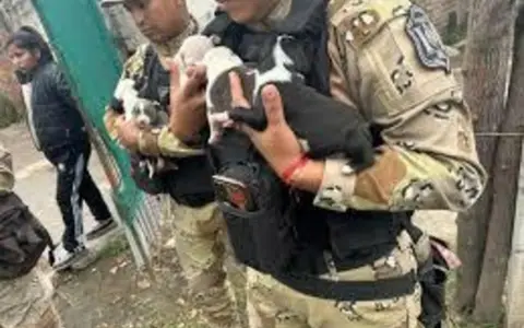 Rescatan a pitbulls de maltrato animal.