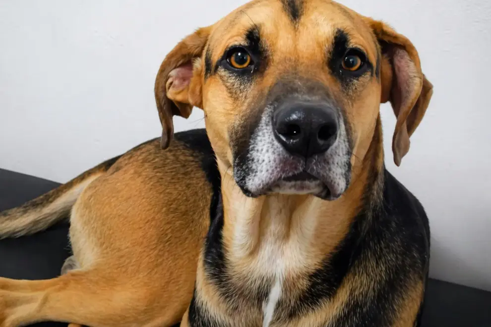 Arturo, el perro que esperó 25 días en el hospital a su dueño que había muerto