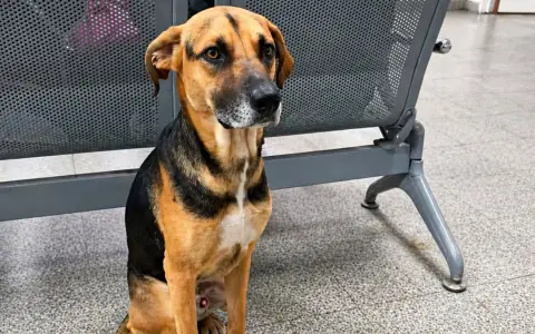  Arturo, el perro que esperó 25 días en el hospital a su dueño que había muerto