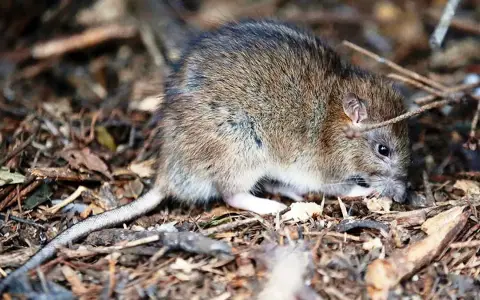 Hantavirus Jujuy