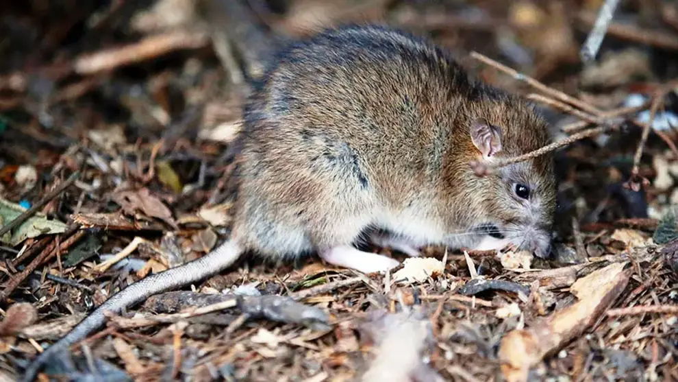 Hantavirus Jujuy