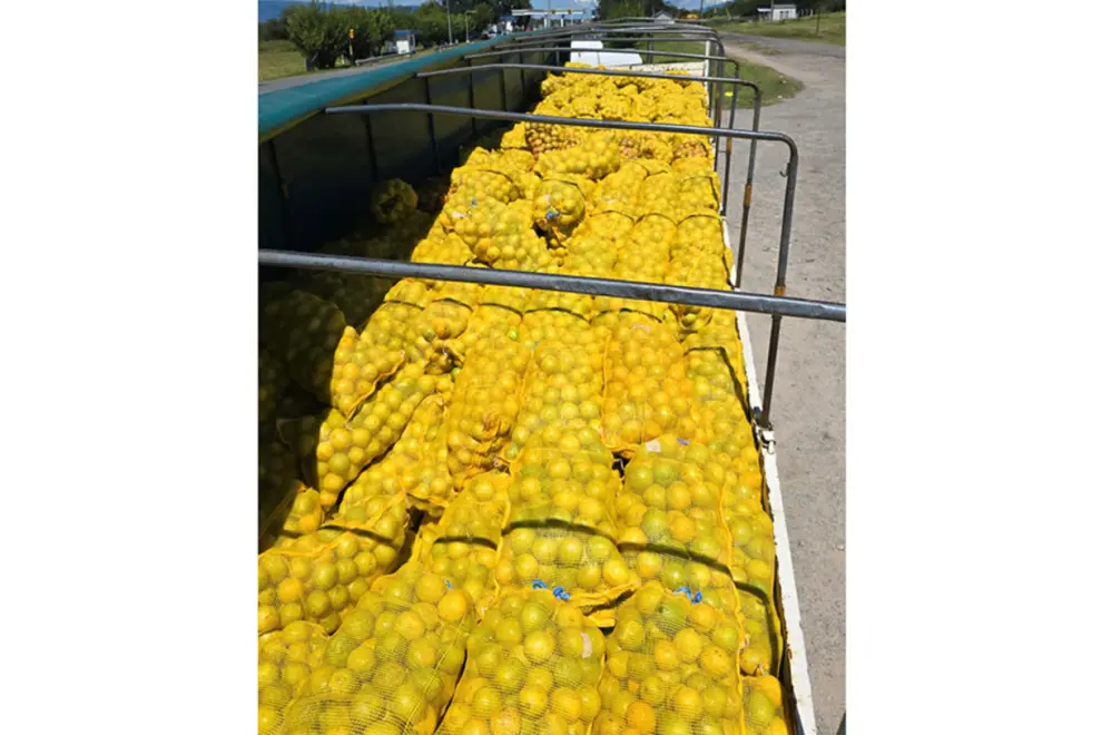 La carga de limones en la que iban ocultos los 150 kilos de droga