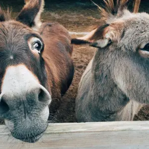 El Gobierno, colérico por la carne de burro