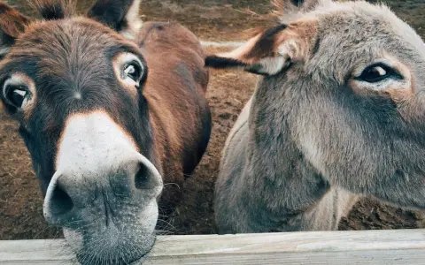 2 Fotografía En Primer Plano De Burro Marrón Y Gris