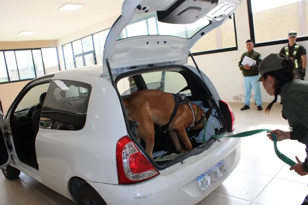 El perro detector de droga en plena acción.