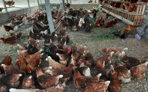 Granja de gallinas