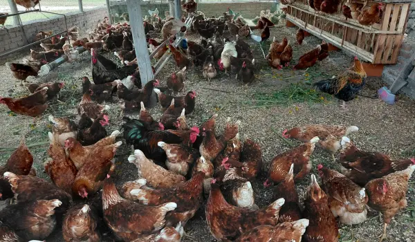 Granja de gallinas