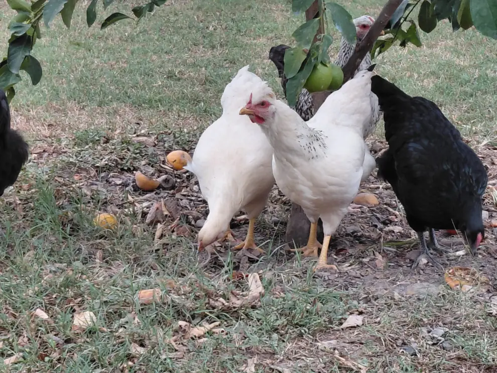 Granja de gallinas libres