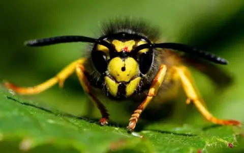 Avispa chaqueta amarilla