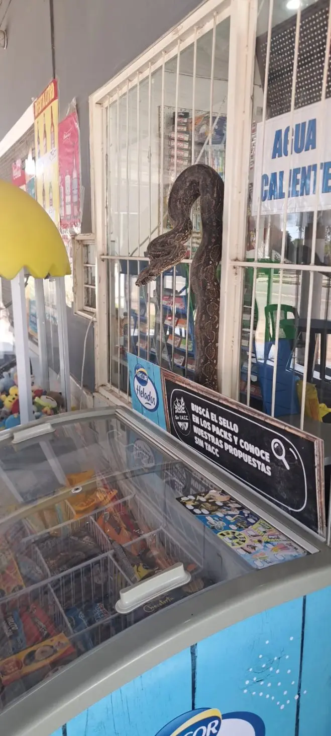 El reptil interceptardo por policías rurales en el interior.