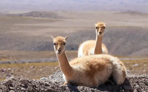 Vicuña