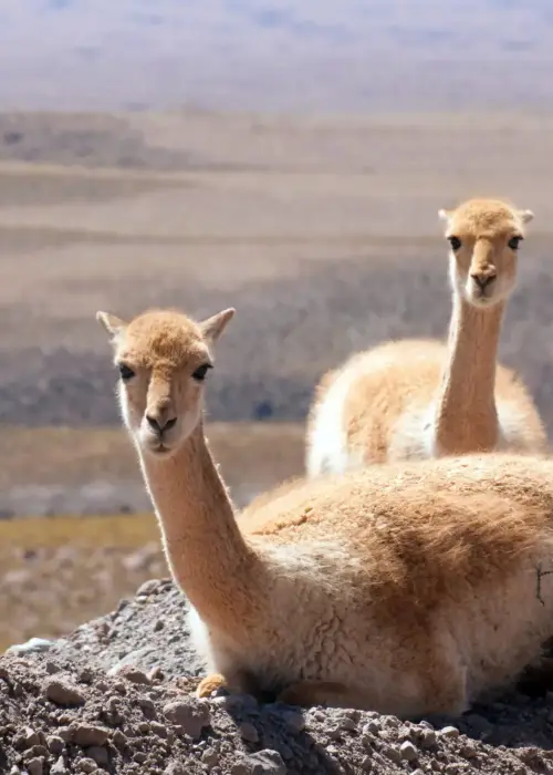Vicuña