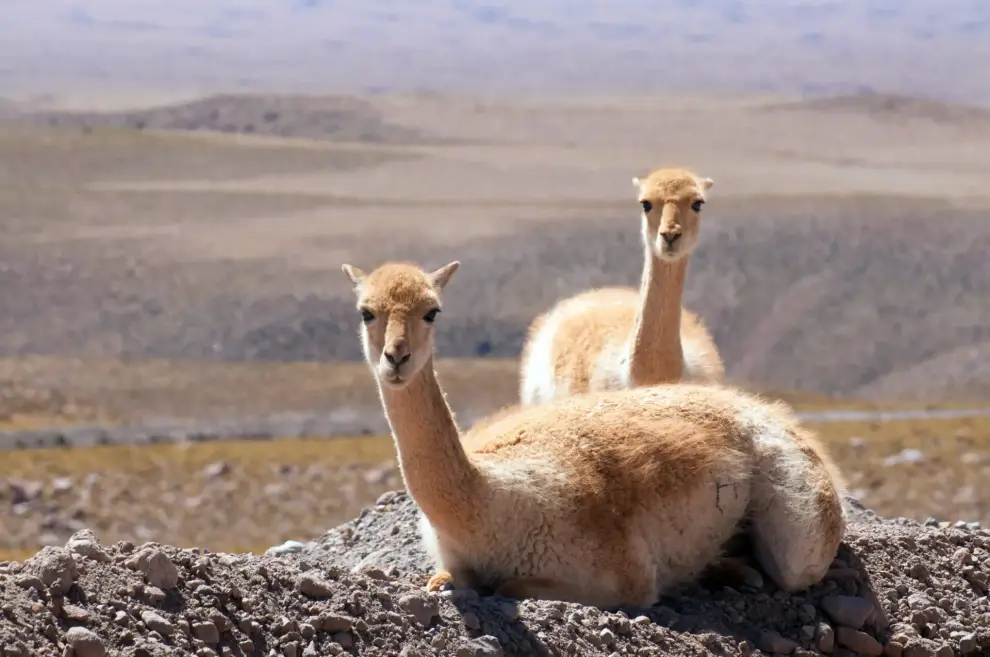 Vicuña