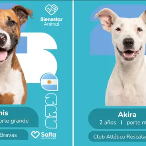 Las figuritas mundialistas de perritos que son un éxito en redes y ya impulsan nuevas adopciones en Salta