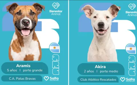 Aramis y Akira, dos de los perritos que esperan por su familia en el Centro de Adopciones