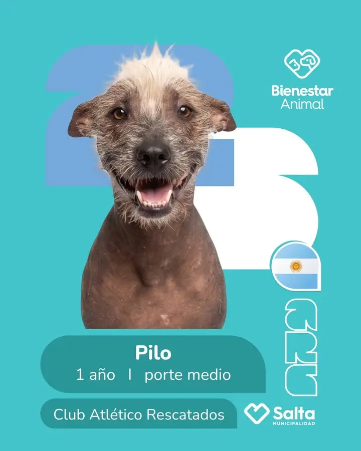 Pilo, el primer adoptado de la campaña que solo lleva dos días