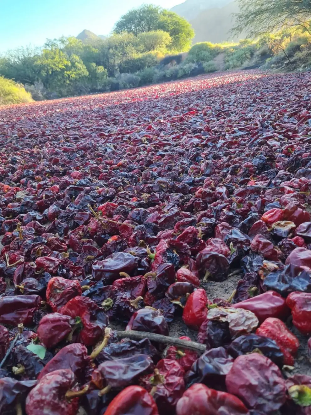 Pimiento para pimentón Cachi
