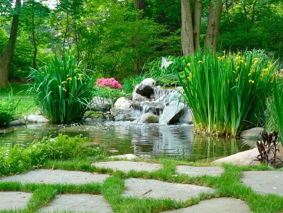 Jardines acuaticos
