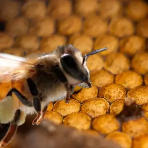 Están en peligro, pero se pueden salvar: brindan taller sobre abejas sin aguijón este sábado en Salta